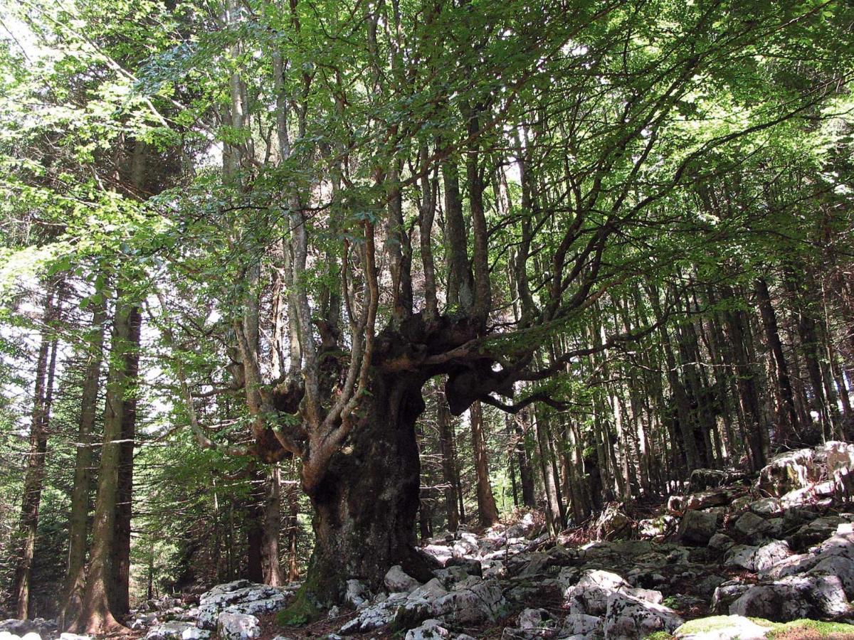 Chalet Orchidea Gallio